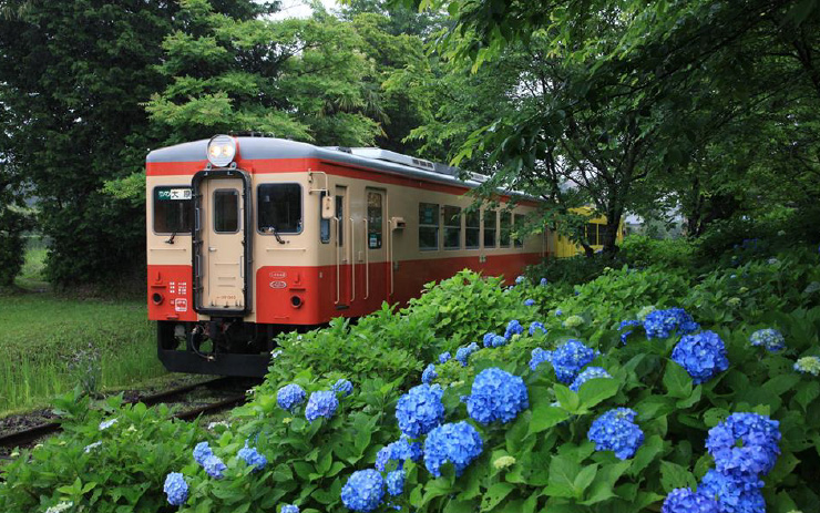 小谷松のあじさい、キハ20形