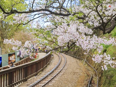 【郵輪式列車】3/11賞櫻季.阿里山櫻花季.集集支線/雲林味覺旅行輕鬆選2天(北部出發)(已完售)